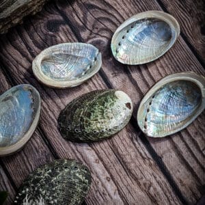 Ormer Shell 4.2-5cm (Group C)