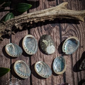 Ormer Shell 3-3.5cm (Group A)