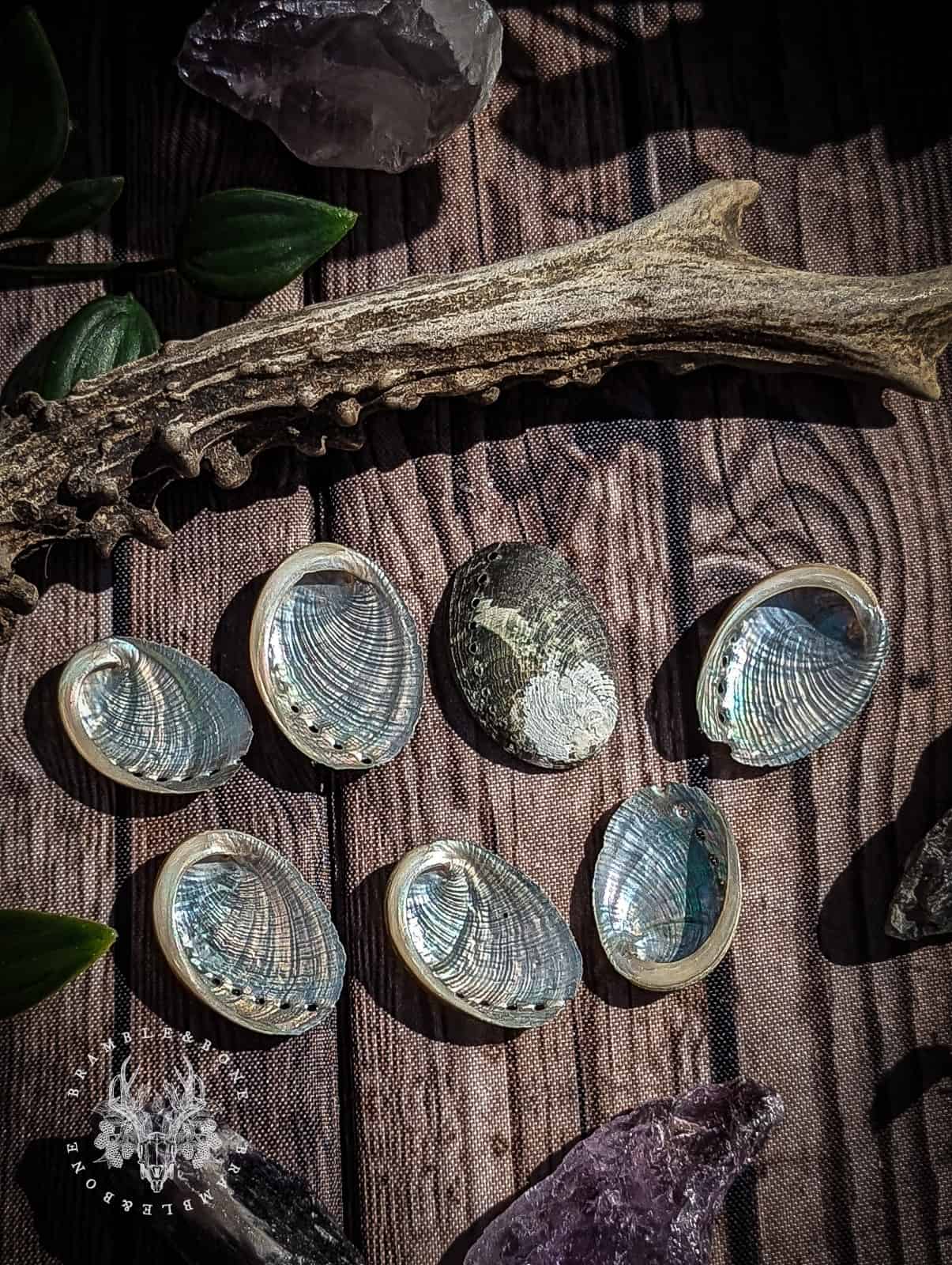 Silver Ormer Shell Ormer Shells - Ethically Curated by Bramble & Bone