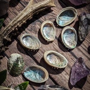 Ormer Shell 3.5-4.2cm (Group B)