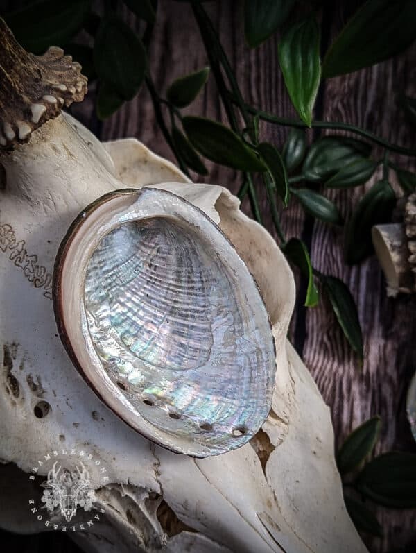 Silver Ormer Shell Ormer Shells - Ethically Curated by Bramble & Bone
