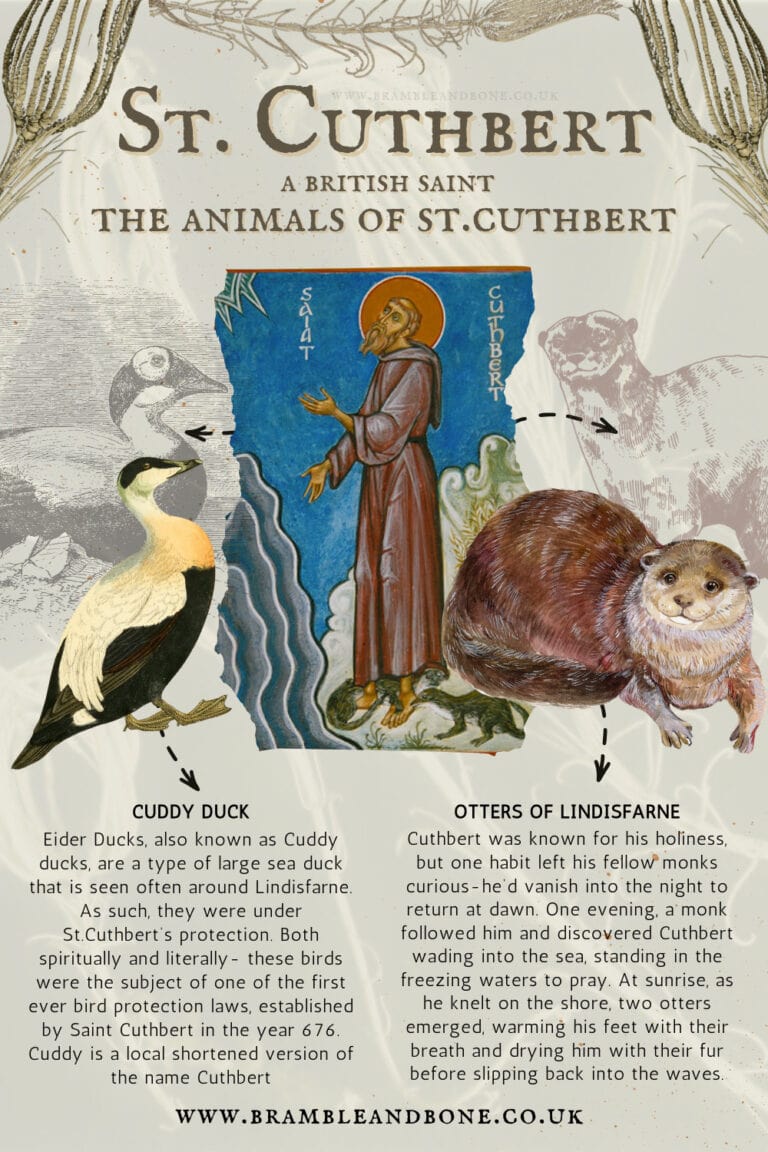 Short but Sacred Snippets on St. Cuthbert - Bramble & Bone